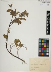 Foto von Salix herbacea L. x Salix lapponum L.